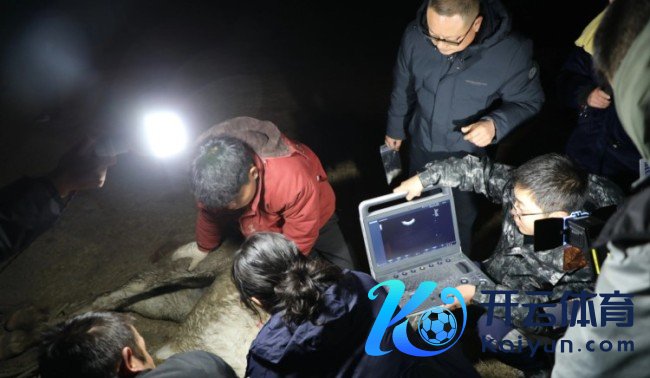 驮主跳江救东谈主的白马“白龙”后事已科罚好 初步分析死一火原因为肠谈绞窄